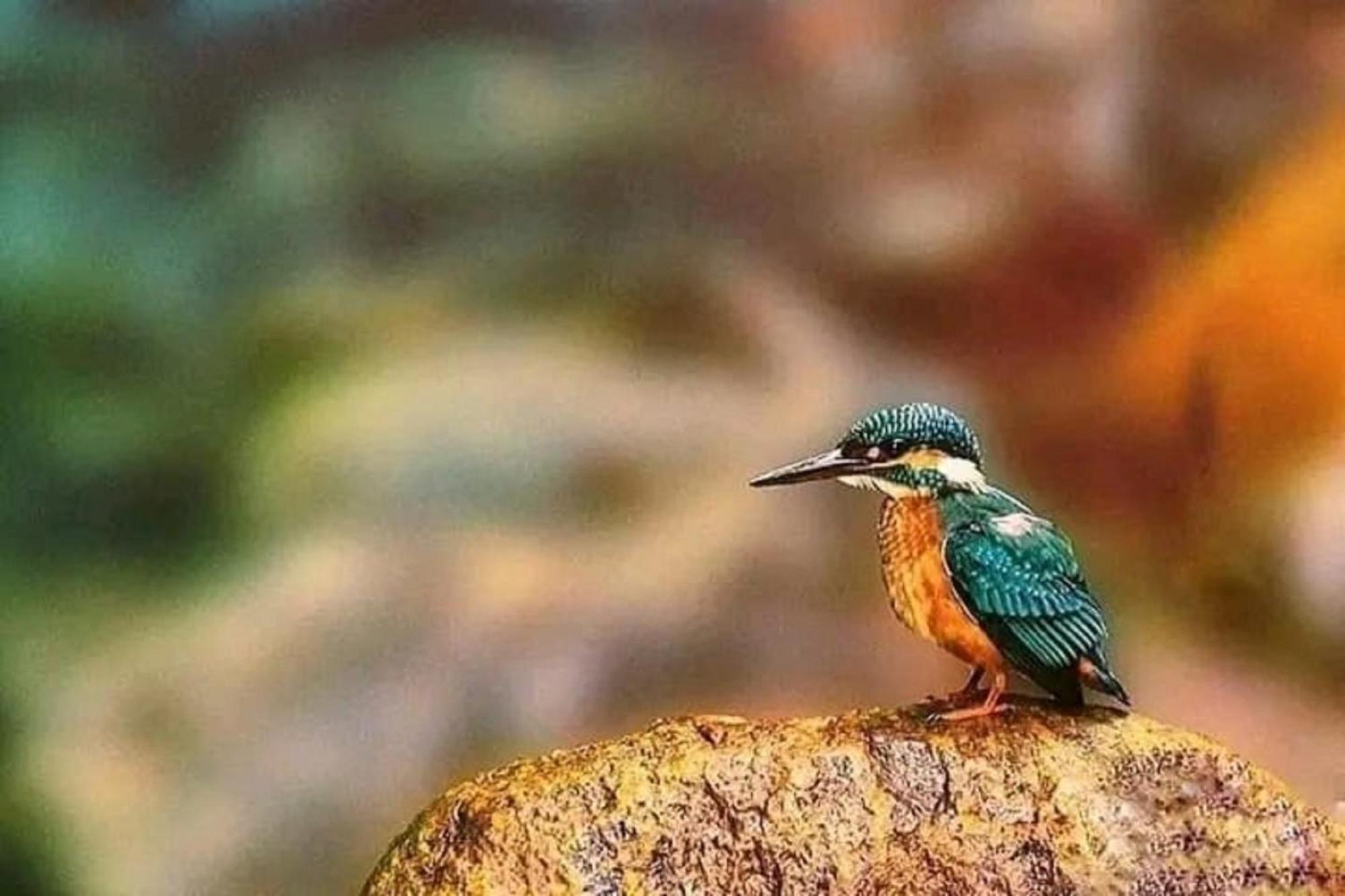 Sigiri Birds Hostel Sigiriya Ngoại thất bức ảnh