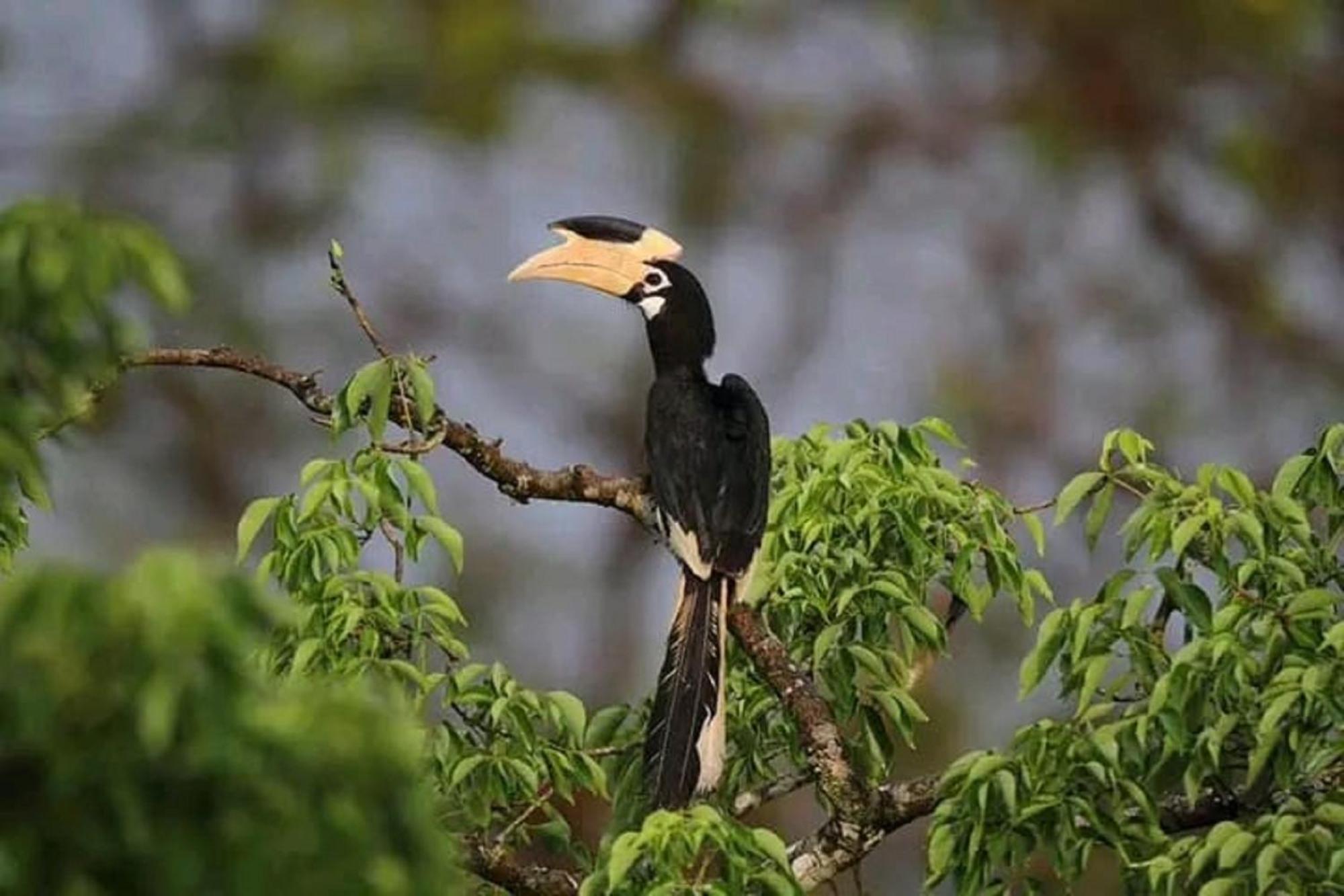 Sigiri Birds Hostel Sigiriya Ngoại thất bức ảnh