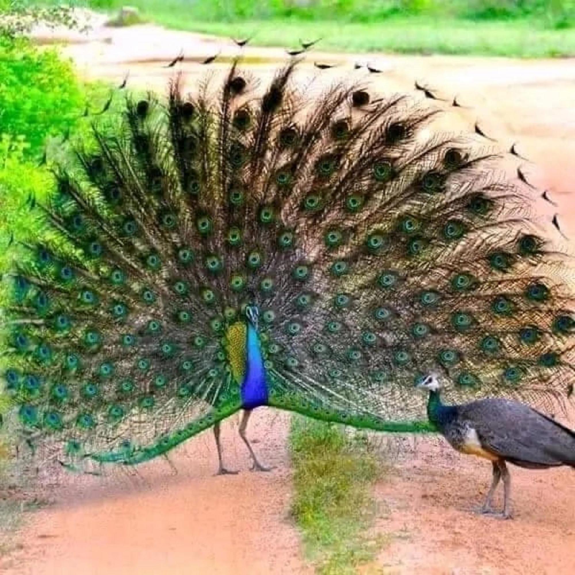 Sigiri Birds Hostel Sigiriya Ngoại thất bức ảnh